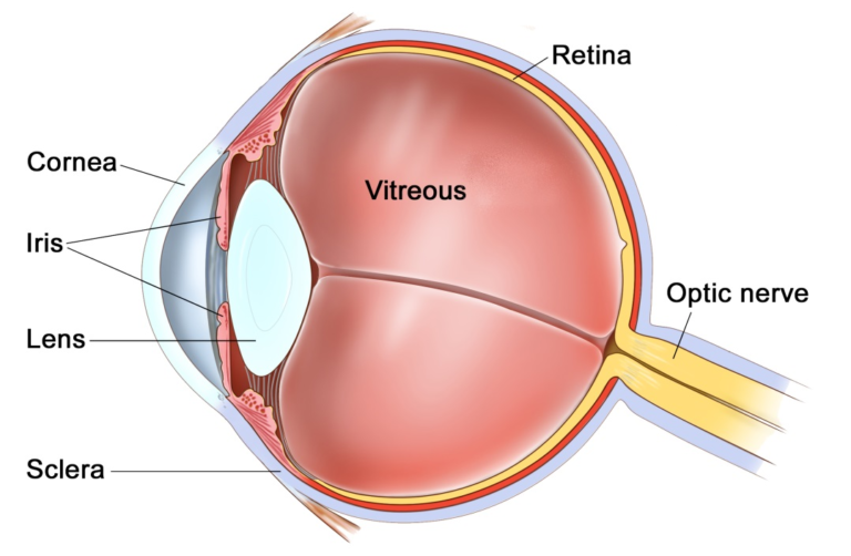 Panretinal Photocoagulation Laser - Eye Surgery LTD